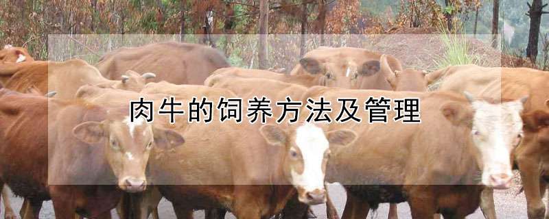 肉牛的饲养方法及管理