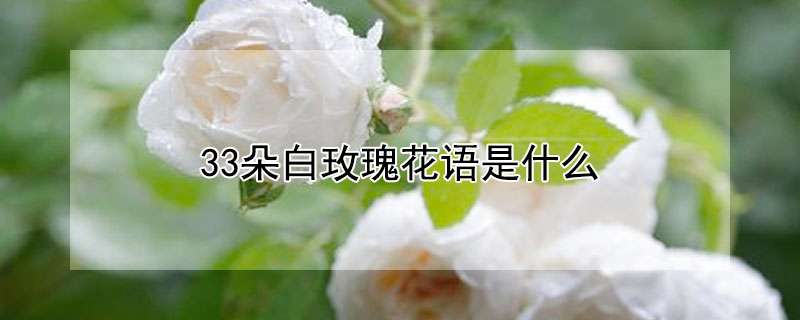 白玫瑰的含义图片