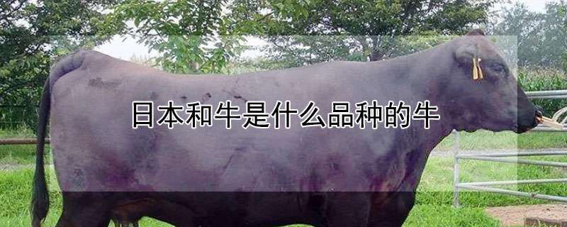 日本和牛是什么品种的牛