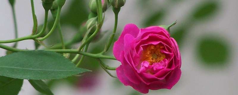 蔷薇生虫了怎么办 农百科