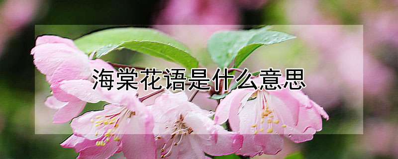 海棠花的花语寓意图片