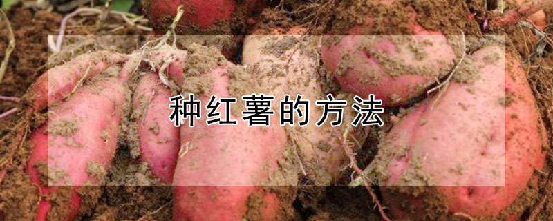 种红薯的方法