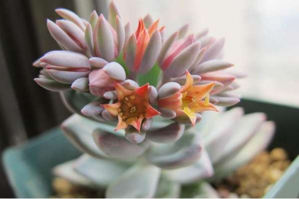 奥普琳娜开花时能抽出穗状的花梗,它的花朵是钟型,花朵颜色为黄色