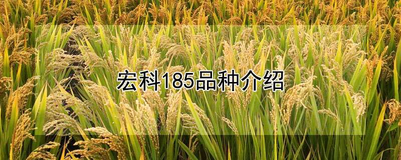 宏科24水稻图片