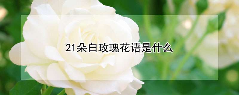 21朵白玫瑰花语是什么 农百科