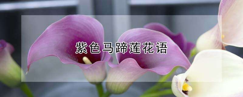 紫色马蹄莲花语 农百科