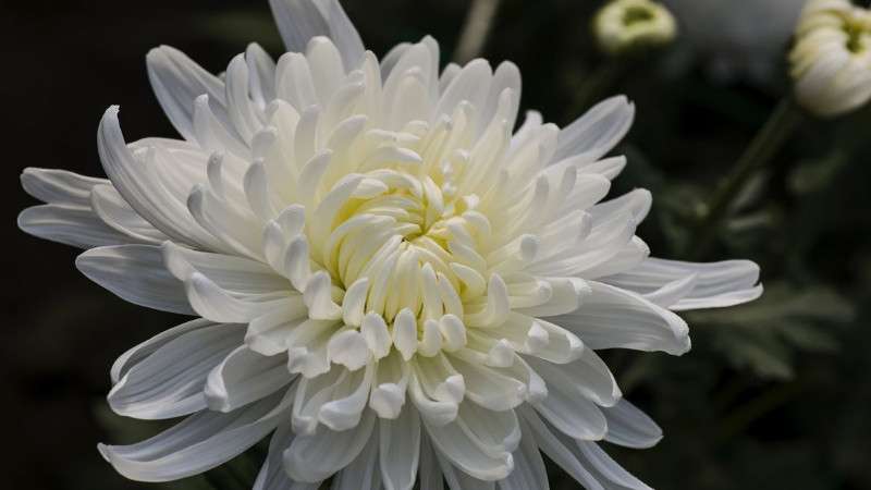 白菊花或者黄菊花都是比较普遍用来上坟的花朵,代表着对逝者的尊敬和