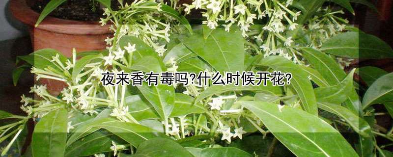夜来香有毒吗 什么时候开花 农百科