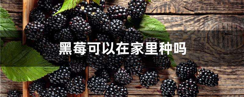 黑莓可以在家里种吗