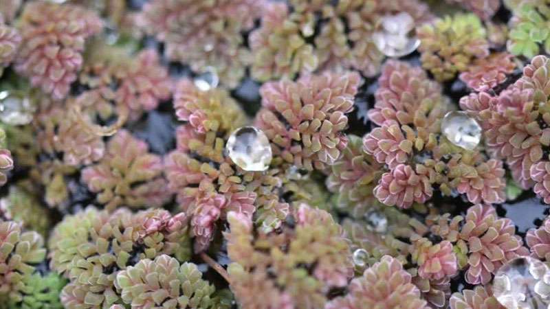 1,蕨类植物满江红是一种蕨类植物,别称为三角藻,红浮萍,植株呈现三角