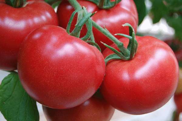 西红柿开花期能浇水吗