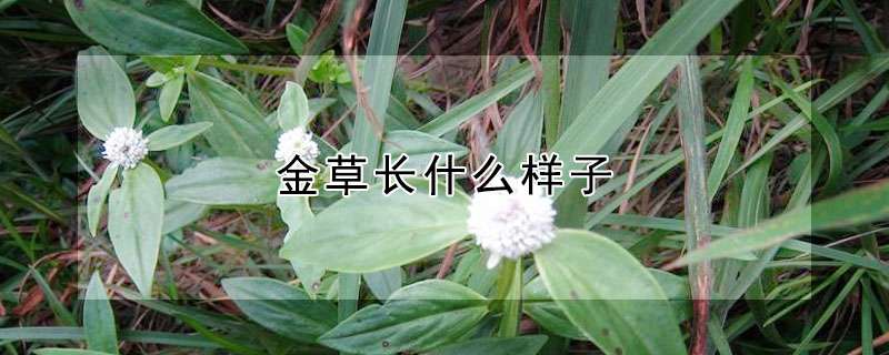 1,形状介绍金草是什么样子的金草属于草本植物,株高