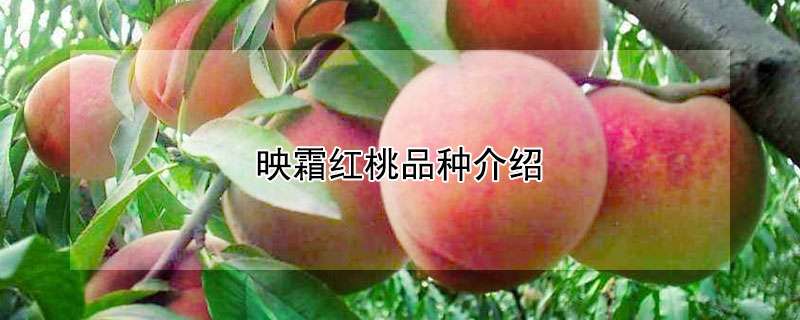 映霜红桃品种介绍