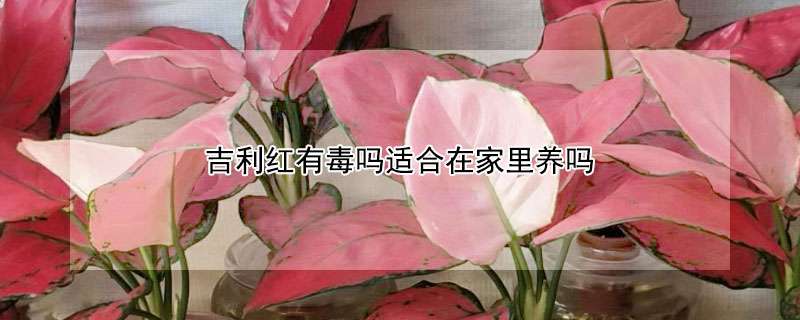 吉利红有毒吗适合在家里养吗