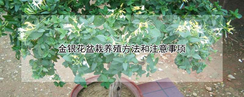 金银花盆栽养殖方法和注意事项