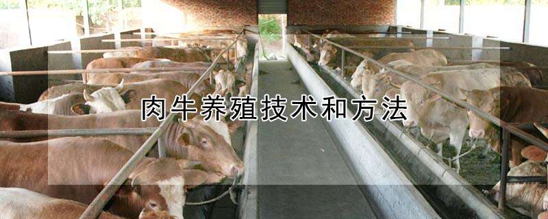 肉牛养殖技术和方法
