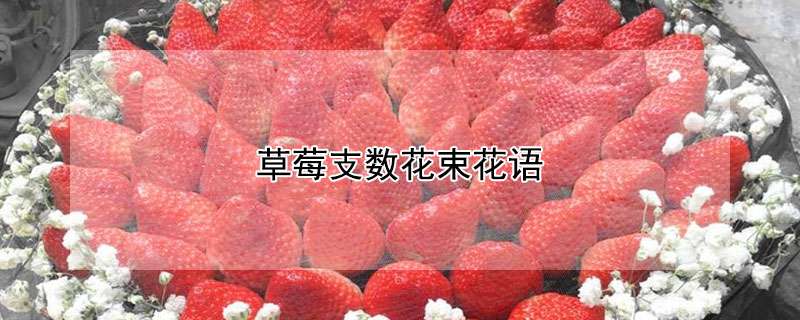 草莓支数花束花语