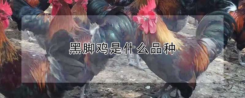 黑脚鸡是什么品种