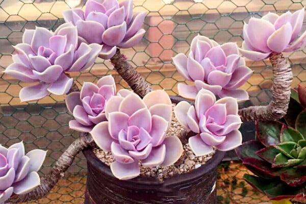 紫丁香盆景造型图片图片