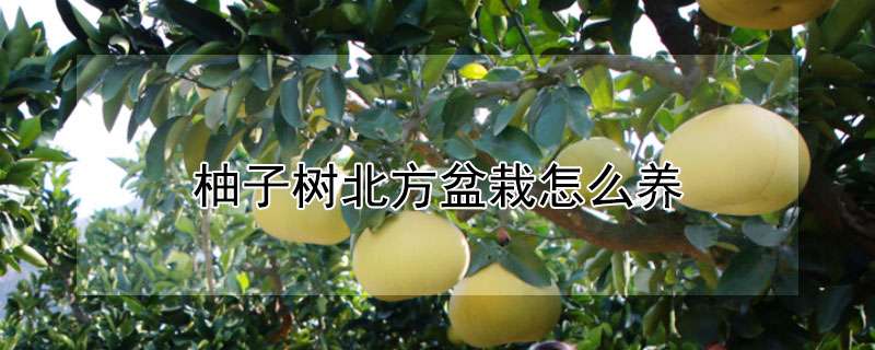 柚子树北方盆栽怎么养