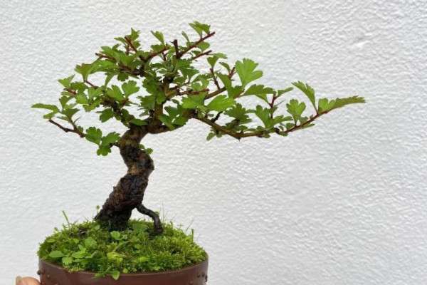 阴木在每年的春,夏,秋三季对于养分的需求较高