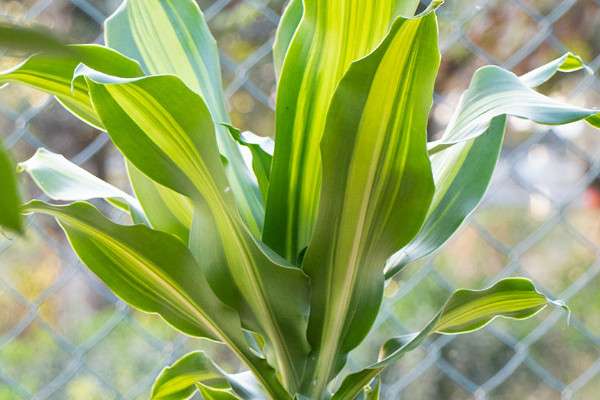 金心也门铁的养殖方法和注意事项