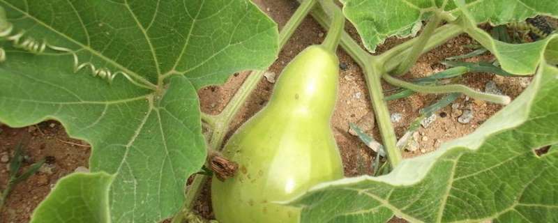 瓢瓜的种植方法