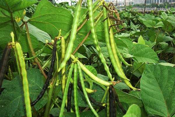 绿豆长什么样-农百科
