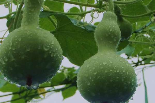 瓢瓜的种植方法