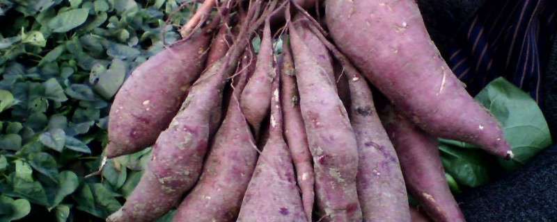 紫薯苗怎么栽
