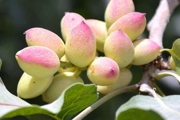 促进开心果树快速开花,而且开心果树自花不结果,所以要为其人工授粉