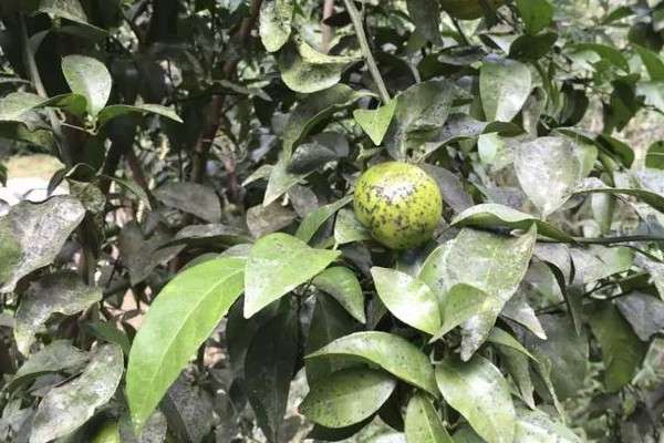 需要使用多菌灵,敌敌畏,氧化乐果,噻嗪酮加代森锰锌,辛菌胺乙酸盐等