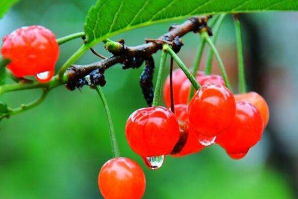 樱桃梅是什么-农百科