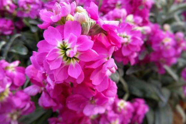 紫罗兰插花养护