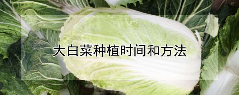 大白菜种植时间和方法