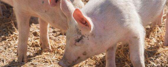 猪能活多少年的寿命 农百科