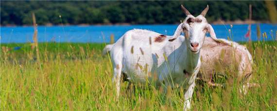 羊的分类是什么 农百科