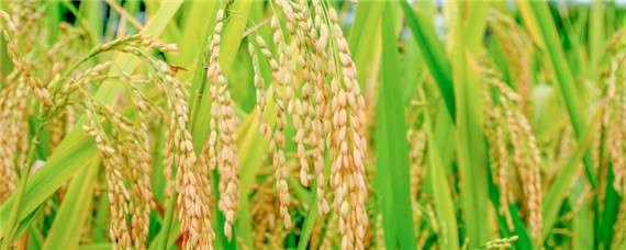 水稻在7月几号追穗肥
