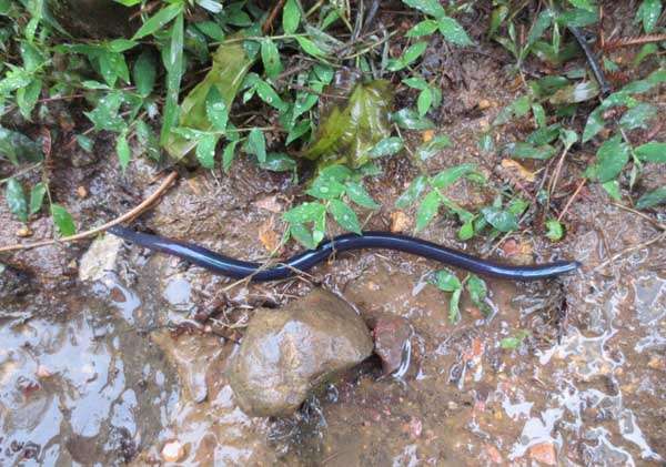 蚯蚓吃什么食物 农百科