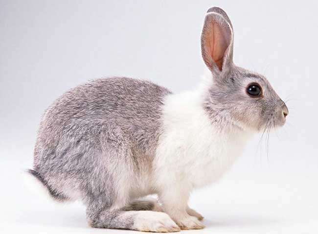 獭兔已有九十多种颜色,有海狸色,白色(包括特白色),红色,兰色,青紫兰