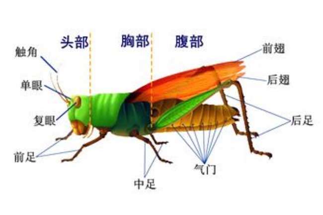 蝗虫的呼吸器官是什么 农百科