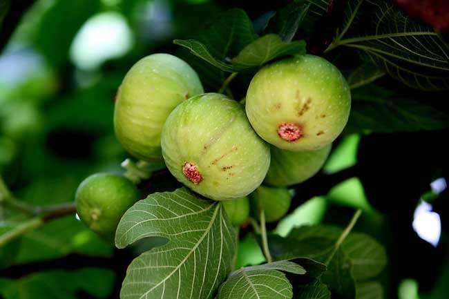 无花果喜温暖湿润气候,耐瘠,抗旱,不耐寒,不耐涝.