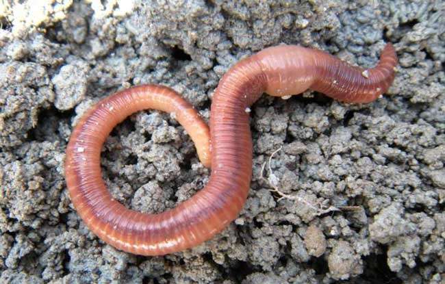 蚯蚓是对环节动物门寡毛纲类动物的通称.