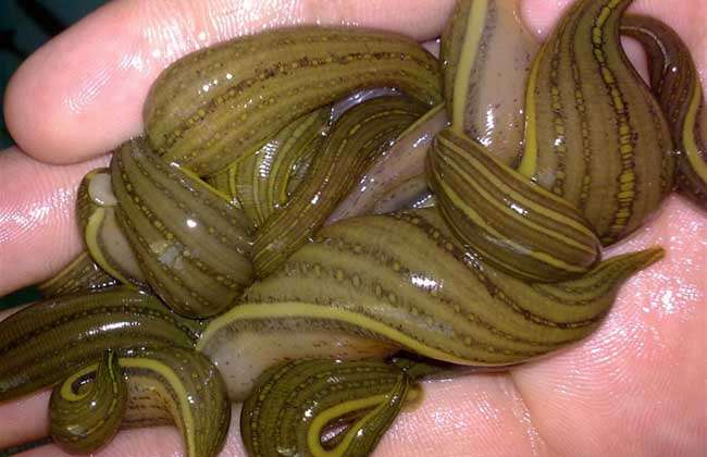 蛭俗名蚂蟥,在我国,药用水蛭有3种,即日本医蛭,宽体金线蛭,尖细金线蛭