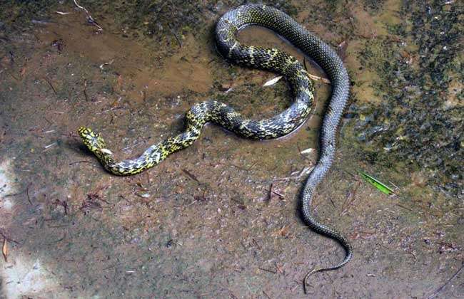 云南,贵州,陕西,河南,甘肃及台湾等省(市,自治区),是典型的无毒蛇,其