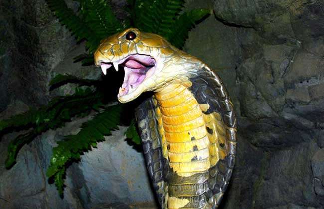 眼镜蛇图片 农百科