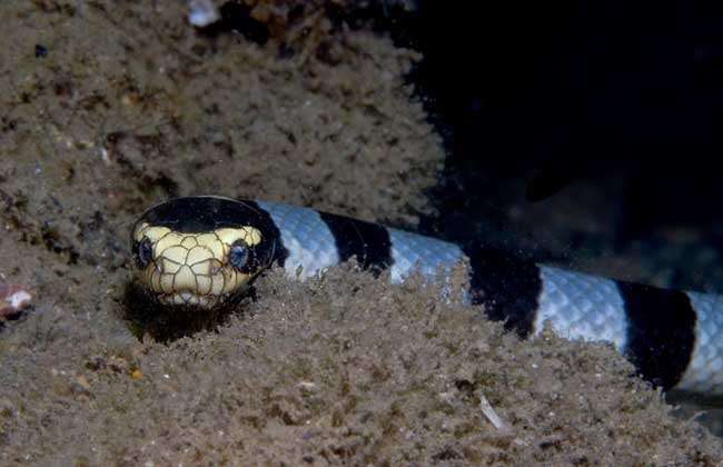海蛇图片 农百科
