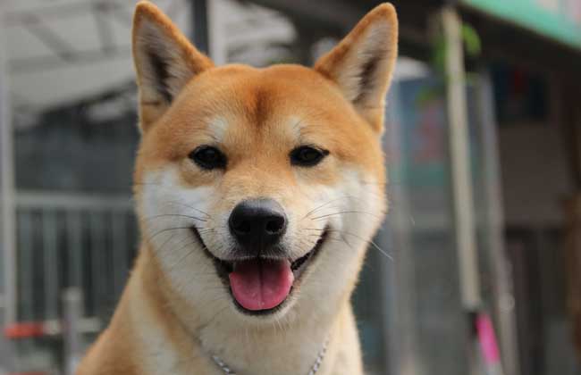 使得柴犬屡次成为上乘的猎狩犬,柴犬最初是用来狩猎大型猎物,但是现在