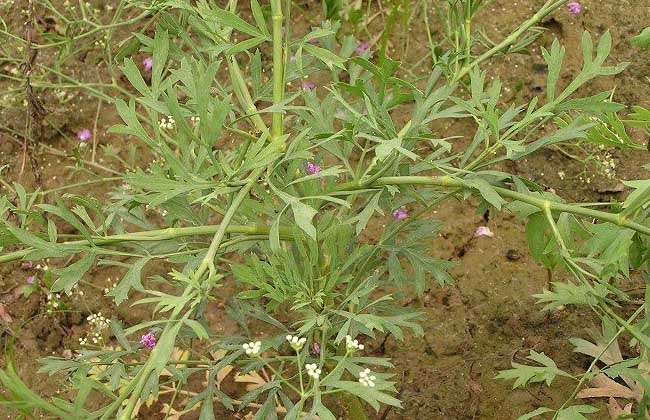 百枝,百韭,百种,屏风,关防风,川防风,云防风,为多年生草本植物,野生于