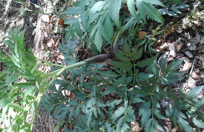 百枝,百韭,百种,屏风,关防风,川防风,云防风,为多年生草本植物,野生于